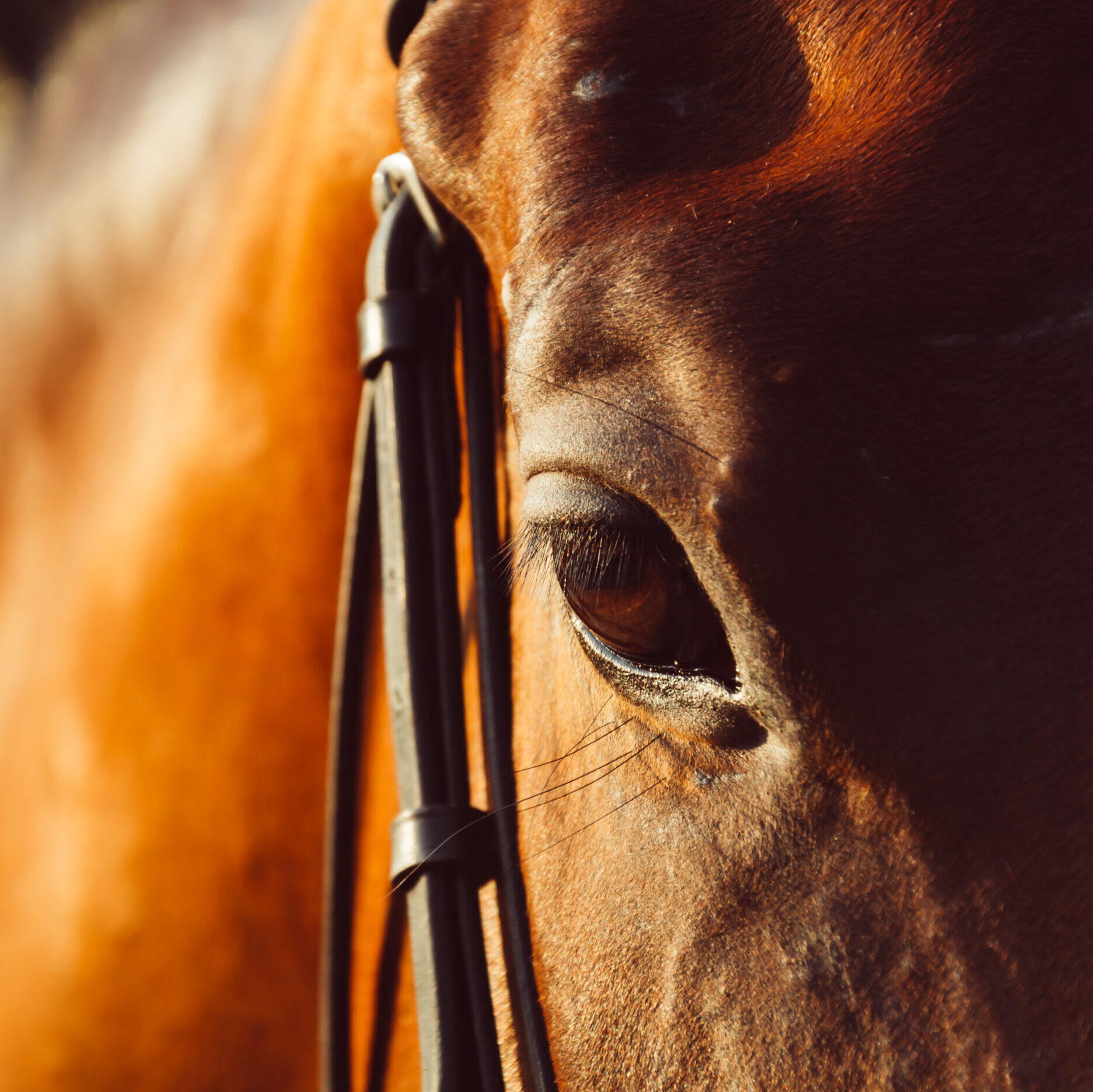horse eye - soft focus with film filter